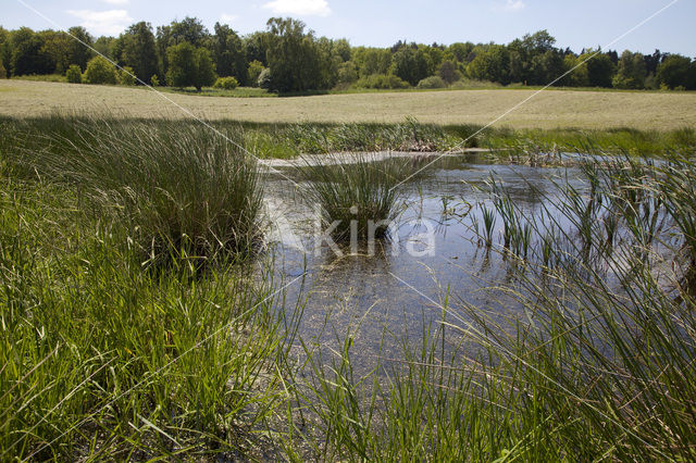 Naturpark Feldberger Seenlandschaft