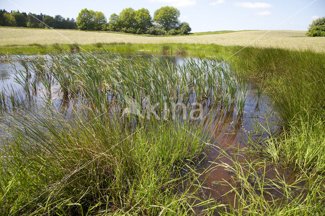 Naturpark Feldberger Seenlandschaft