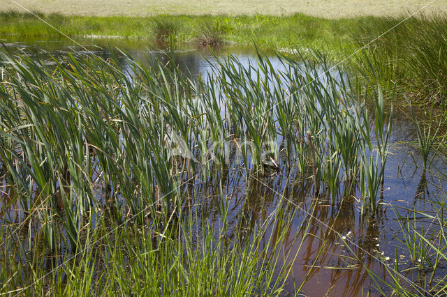 Naturpark Feldberger Seenlandschaft