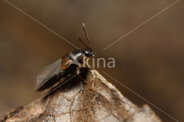 Nehemitropia lividipennis