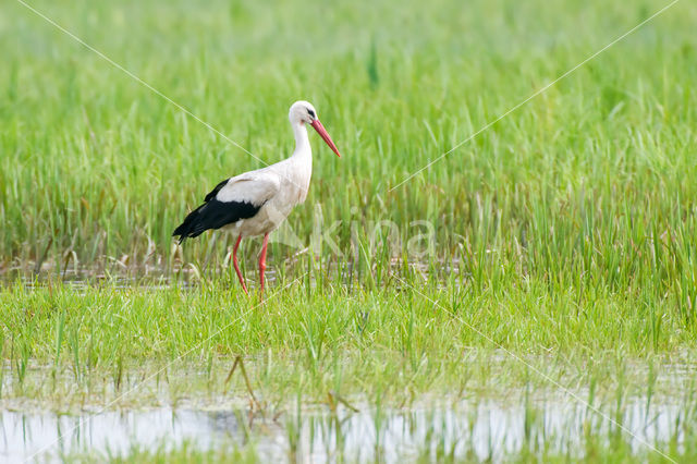 Ooievaar (Ciconia ciconia)