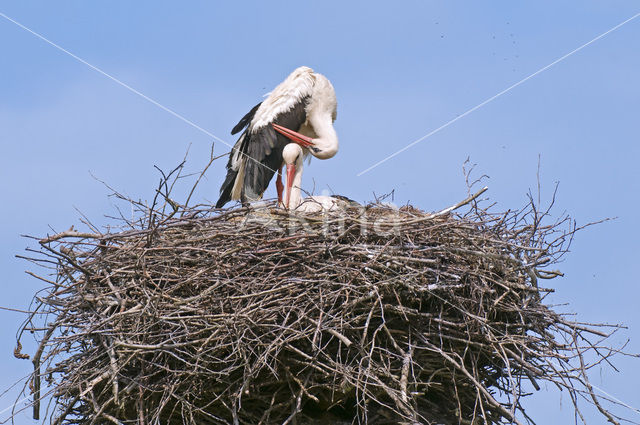 Ooievaar (Ciconia ciconia)