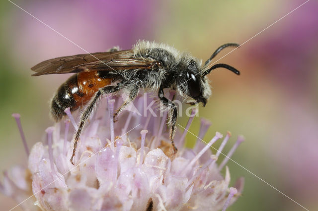 Oranje zandbij (Andrena marginata)