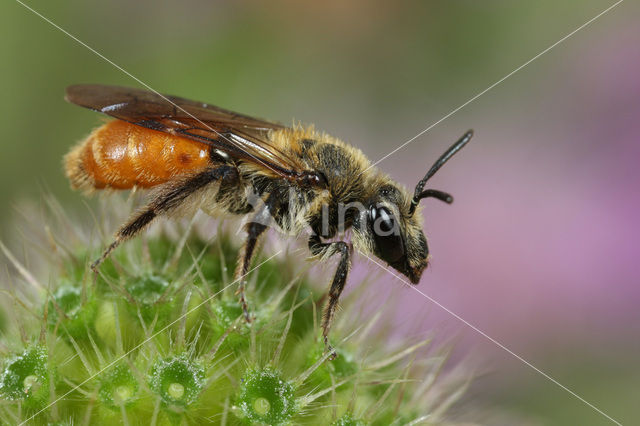 Oranje zandbij (Andrena marginata)