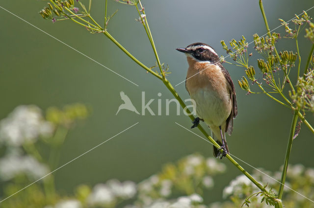 Whinchat (Saxicola rubetra)