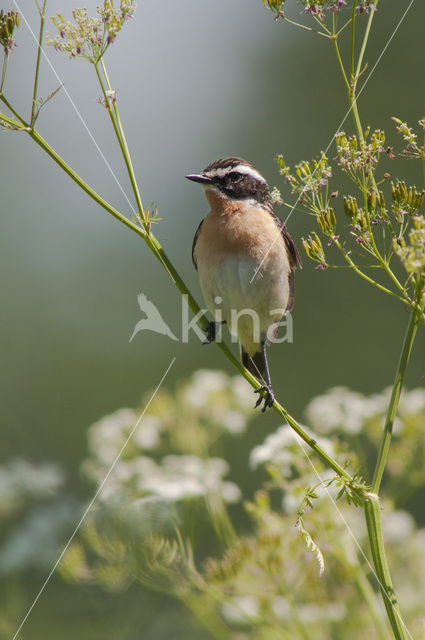 Paapje (Saxicola rubetra)