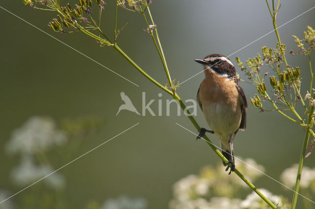 Paapje (Saxicola rubetra)