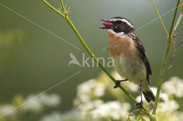 Paapje (Saxicola rubetra)