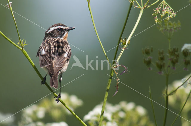 Paapje (Saxicola rubetra)