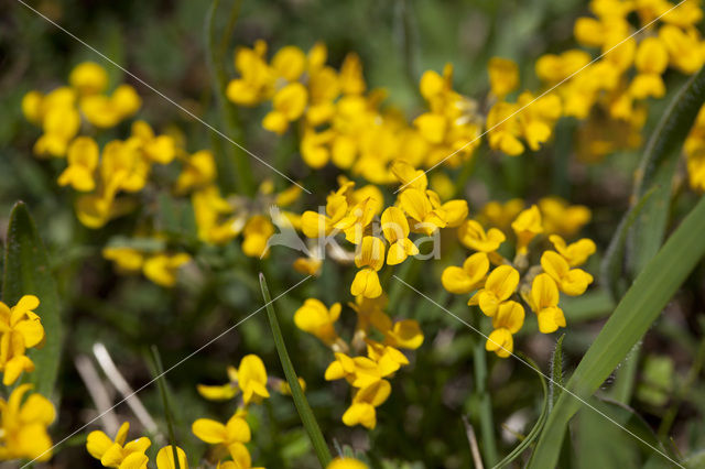 Horse-shoe Vetch (Hippocrepis comosa)