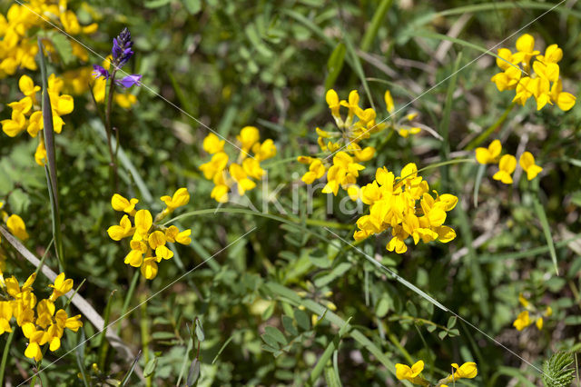 Horse-shoe Vetch (Hippocrepis comosa)