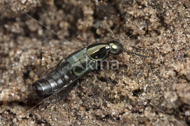 Philonthus laminatus