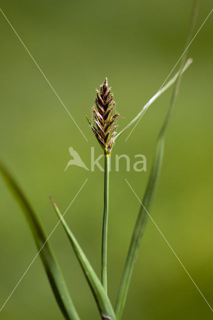 Platte bies (Blysmus compressus)