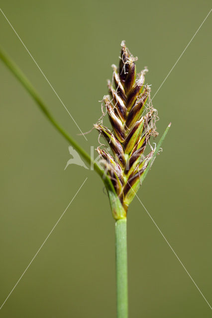 Platte bies (Blysmus compressus)