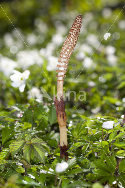 Reuzenpaardenstaart (Equisetum telmateia)