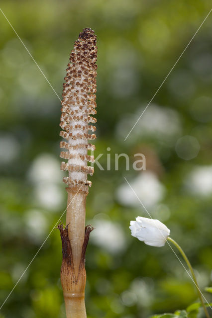 Reuzenpaardenstaart (Equisetum telmateia)