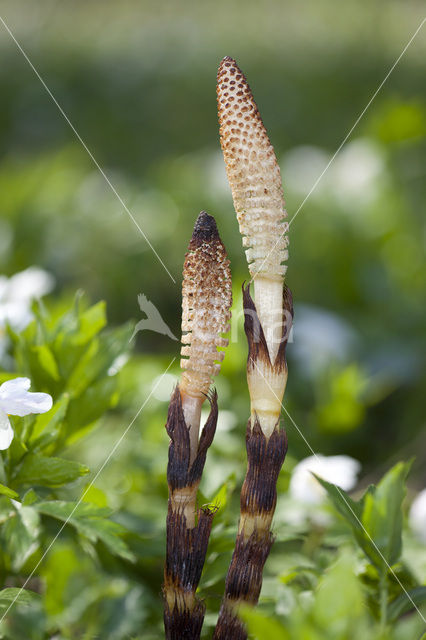 Reuzenpaardenstaart (Equisetum telmateia)