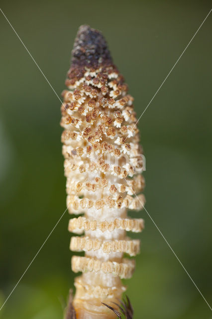 Reuzenpaardenstaart (Equisetum telmateia)