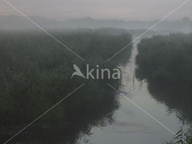 Riet (Phragmites australis)