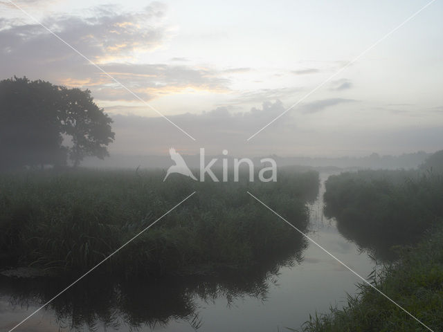 Riet (Phragmites australis)