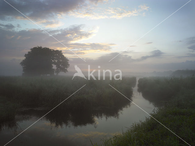 Riet (Phragmites australis)