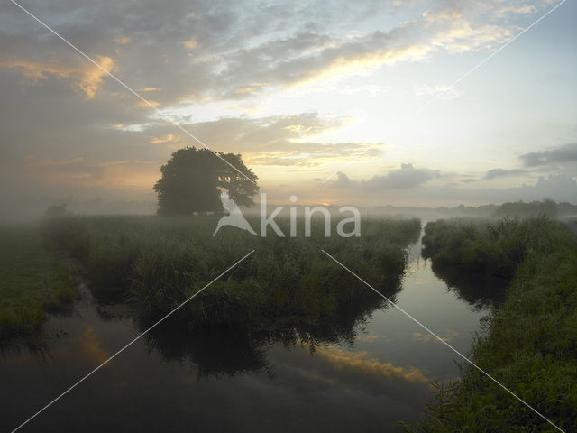 Riet (Phragmites australis)