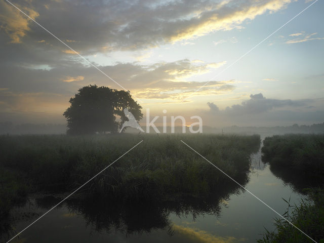 Riet (Phragmites australis)