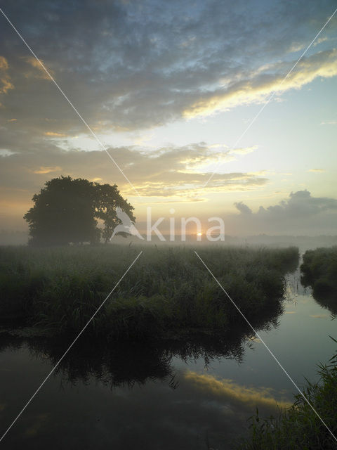 Riet (Phragmites australis)