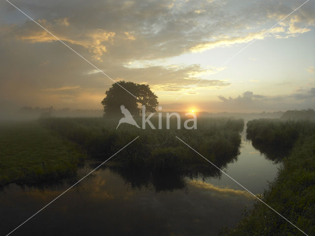 Riet (Phragmites australis)