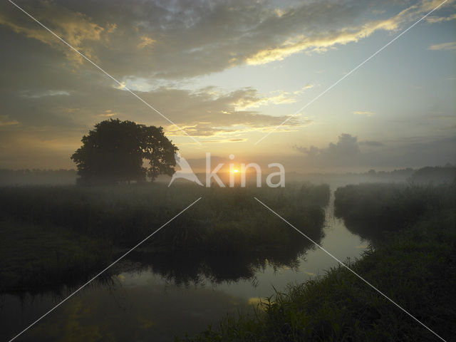 Riet (Phragmites australis)