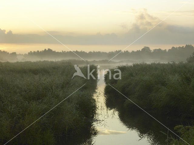 Riet (Phragmites australis)