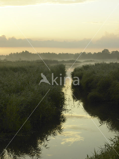 Riet (Phragmites australis)