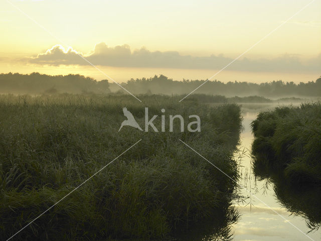 Riet (Phragmites australis)