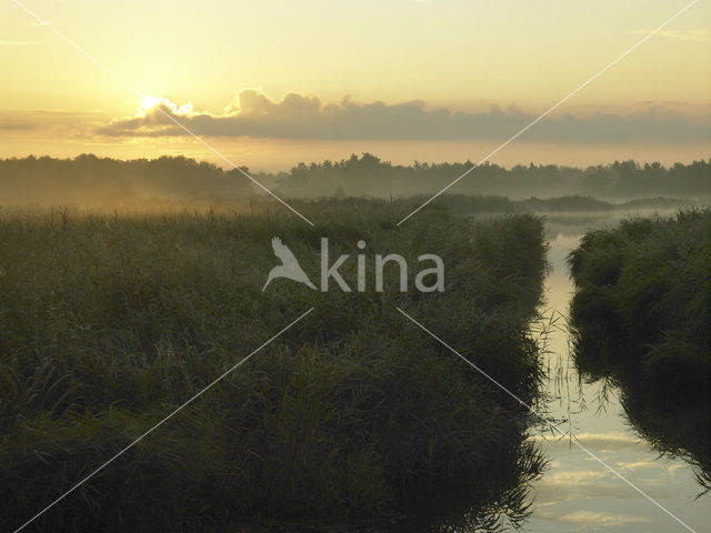 Riet (Phragmites australis)