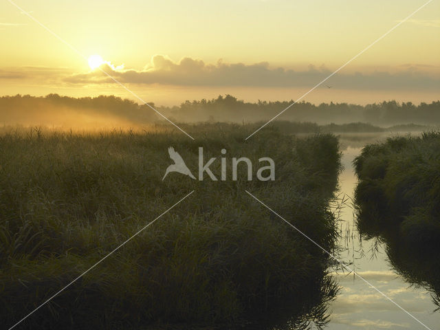 Riet (Phragmites australis)