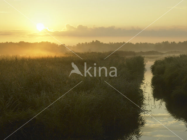 Common Reed (Phragmites australis)