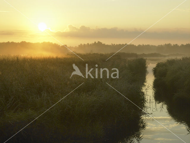 Riet (Phragmites australis)