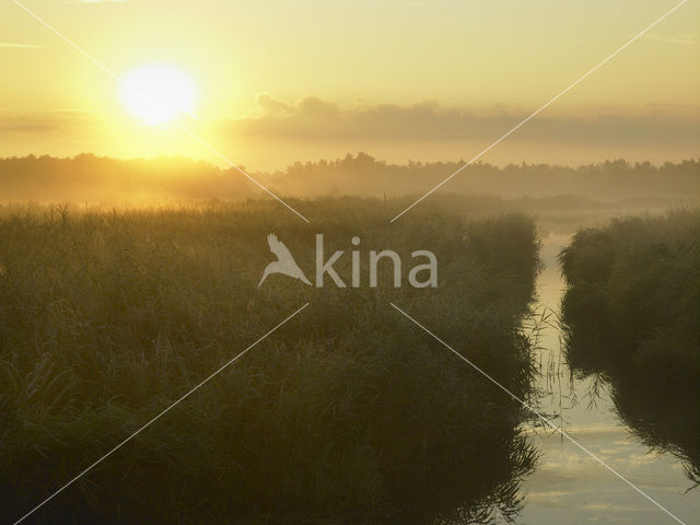 Riet (Phragmites australis)