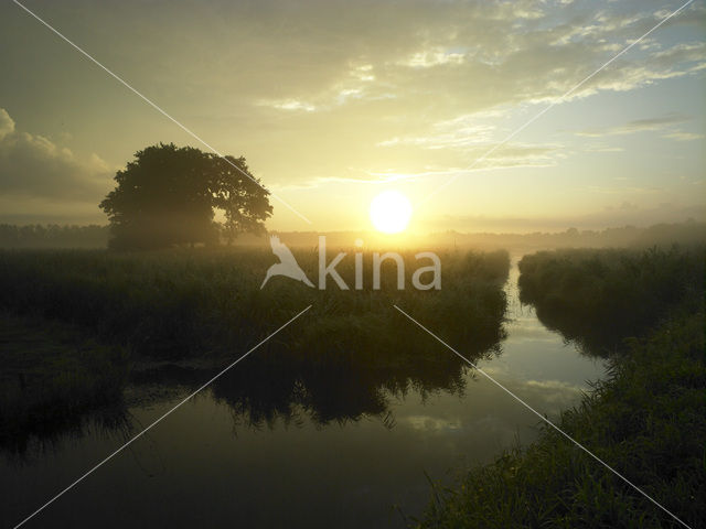 Common Reed (Phragmites australis)