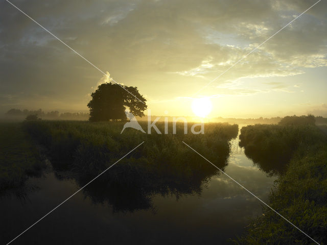 Riet (Phragmites australis)