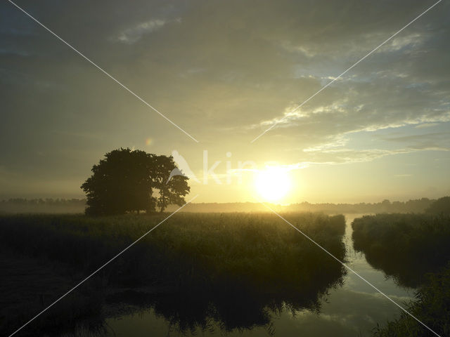 Riet (Phragmites australis)