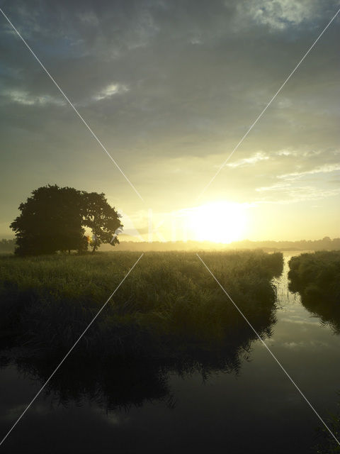 Riet (Phragmites australis)