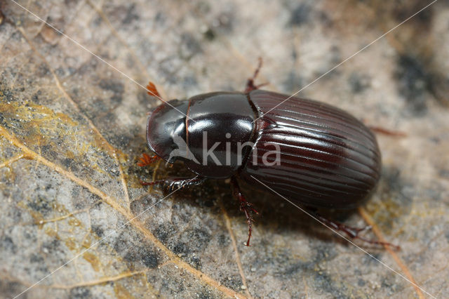 Rondkopveldmestkever (Aphodius rufipes)