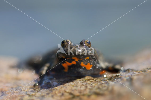 Fire bellied toad (Bombina bombina)