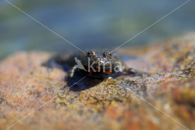 Roodbuikvuurpad (Bombina bombina)