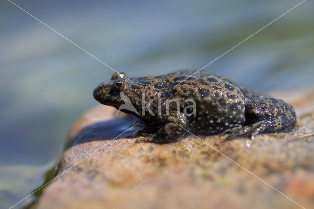 Fire bellied toad (Bombina bombina)