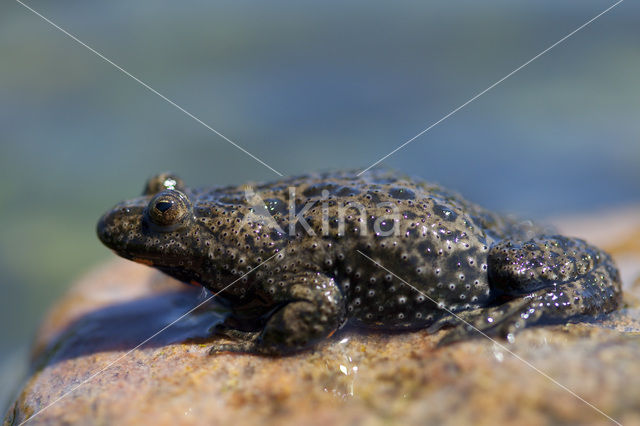 Fire bellied toad (Bombina bombina)