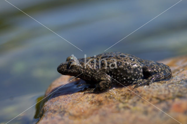 Fire bellied toad (Bombina bombina)