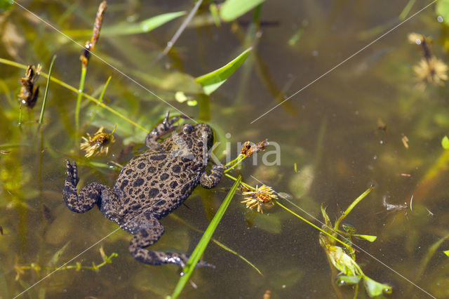 Fire bellied toad (Bombina bombina)