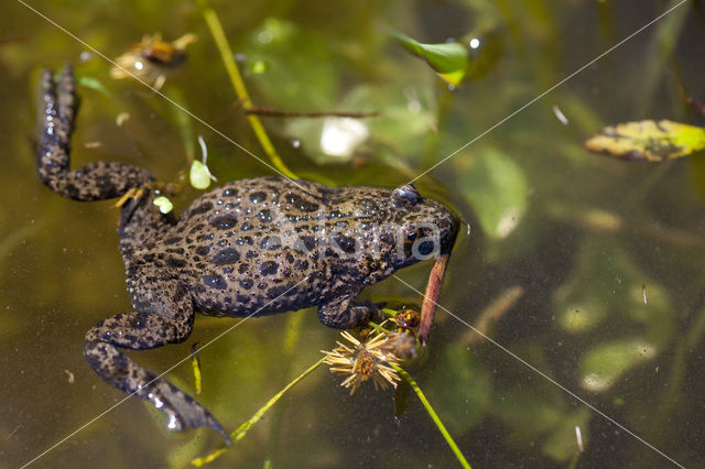 Fire bellied toad (Bombina bombina)